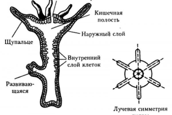 Кракен ат вход